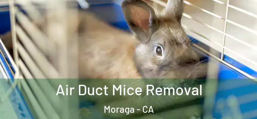 Air Duct Mice Removal Moraga - CA
